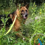Pies do adopcji, Węgrowo, 29 sierpnia 2019