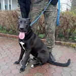 Znaleziono psa, Toruń, 15 kwietnia 2023