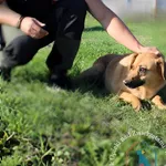 Pies do adopcji, Węgrowo, 28 grudnia 2019