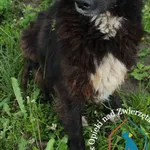 Pies do adopcji, Węgrowo, 10 czerwca 2022