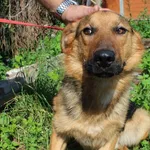 Pies do adopcji, Węgrowo, 29 czerwca 2020