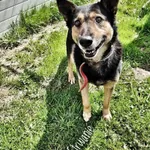 Pies do adopcji, Korabiewice, 15 czerwca 2021