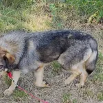 Pies do adopcji, Korabiewice, 19 czerwca 2021
