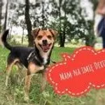 Pies do adopcji, Korabiewice, 12 czerwca 2019