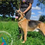 Pies do adopcji, Węgrowo, 1 sierpnia 2020