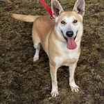 Pies do adopcji, Grudziądz, 30 grudnia 2019