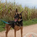 Pies do adopcji, Węgrowo, 4 września 2021