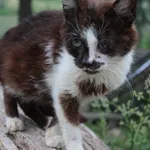 Kot do adopcji, Grudziądz, 23 sierpnia 2022