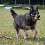 Pies do adopcji, Węgrowo, 23 grudnia 2022