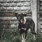 Pies do adopcji, Korabiewice, 15 czerwca 2021