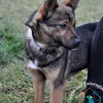 Pies do adopcji, Węgrowo, 22 grudnia 2021