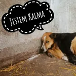 Pies do adopcji, Korabiewice, 14 czerwca 2021