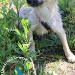 Pies do adopcji, Węgrowo, 15 czerwca 2022