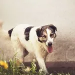 Pies do adopcji, Korabiewice, 4 lipca 2021