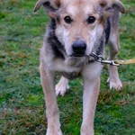 Pies do adopcji, Grudziądz, 9 sierpnia 2022