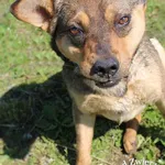 Pies do adopcji, Węgrowo, 26 czerwca 2022