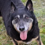 Pies do adopcji, Grudziądz, 30 grudnia 2019