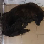 Znaleziono psa, Radom, 7 listopada 2014