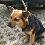 Znaleziono psa, Radom, 28 sierpnia 2018