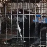 Znaleziono psa, Radom, 3 marca 2019