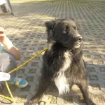 Znaleziono psa, Radom, 21 maja 2018