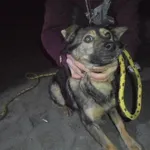 Znaleziono psa, Radom, 15 stycznia 2018