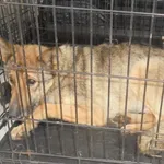 Znaleziono psa, Radom, 25 listopada 2017