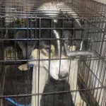 Znaleziono psa, Radom, 20 kwietnia 2019