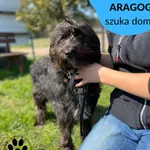 Pies do adopcji, Dąbrówka, 21 kwietnia 2023