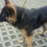 Znaleziono psa, Radom, 14 listopada 2015