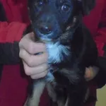 Znaleziono psa, Radom, 1 grudnia 2018