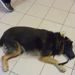 Znaleziono psa, Radom, 19 września 2014