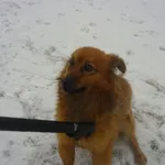 Znaleziono psa, Radom, 24 stycznia 2016