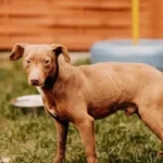 Pluto 616093902277204