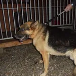 Znaleziono psa, Radom, 8 października 2016