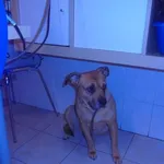 Znaleziono psa, Radom, 19 grudnia 2017