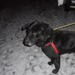 Znaleziono psa, Radom, 29 listopada 2016