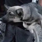 Znaleziono psa, Radom, 16 lipca 2019