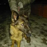 Znaleziono psa, Radom, 19 grudnia 2018