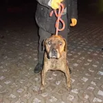 Znaleziono psa, Radom, 28 listopada 2016