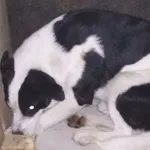 Znaleziono psa, Radom, 20 września 2019