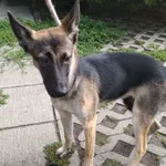 Znaleziono psa, Radom, 20 sierpnia 2019