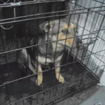 Znaleziono psa, Radom, 5 października 2017