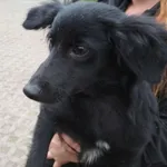 Znaleziono psa, Radom, 28 kwietnia 2019