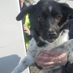 Znaleziono psa, Radom, 26 lutego 2019