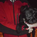 Znaleziono psa, Radom, 9 lutego 2018
