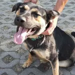 Znaleziono psa, Radom, 26 czerwca 2019