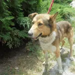 Znaleziono psa, Radom, 11 lipca 2018