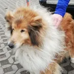 Znaleziono psa, Radom, 16 marca 2019