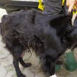 Znaleziono psa, Radom, 5 sierpnia 2019